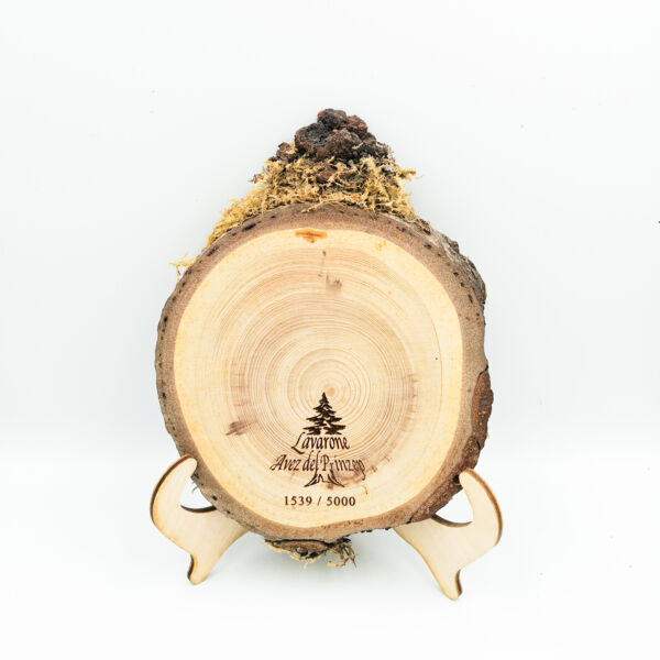 Rotella Avez del Prinzep Rotella Avez del Prinzep Thumbnail